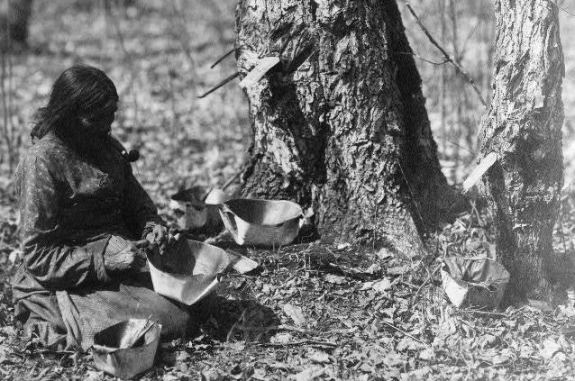 Ojibwe woman tapping for sugar maple syrup